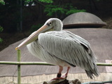 ペリカンさん